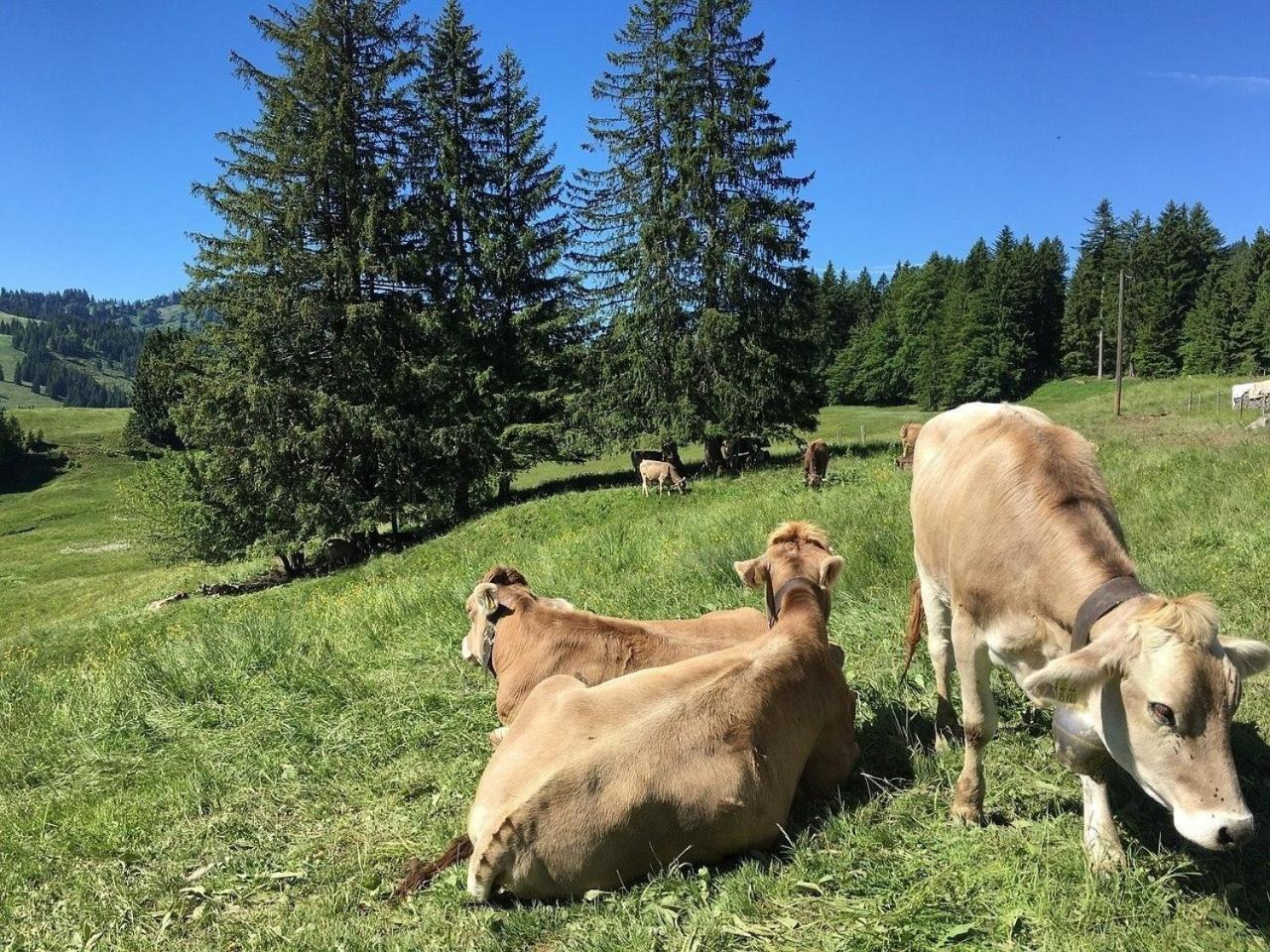 Appartement Nr 19, Alpenappartementhaus, Oberstaufen-Steibis, Allgaeu, Oberstaufen Plus Eksteriør billede
